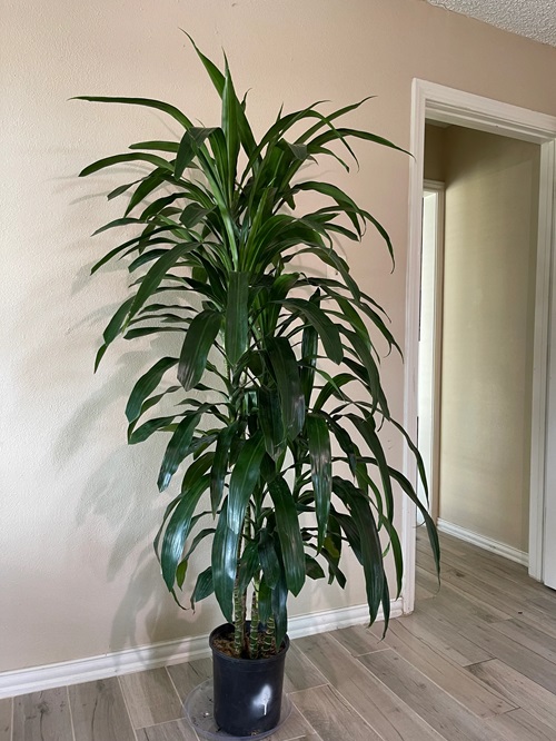 Dracaena 'Janet Craig near wall