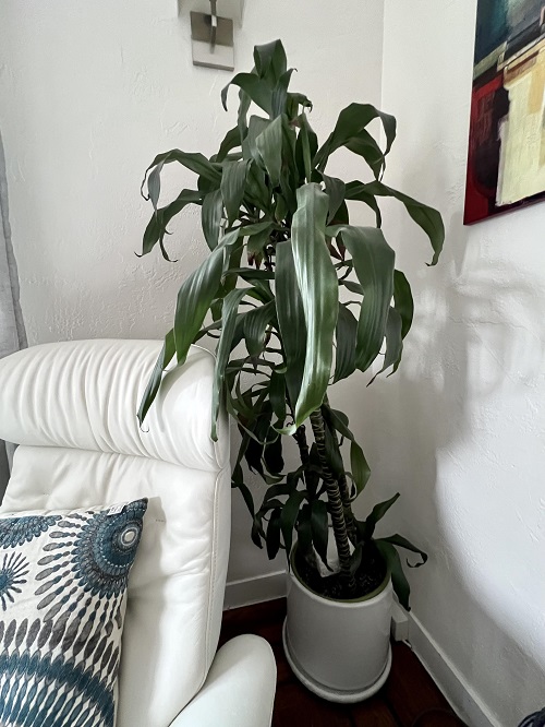 Dracaena marginata 'Black Beauty'