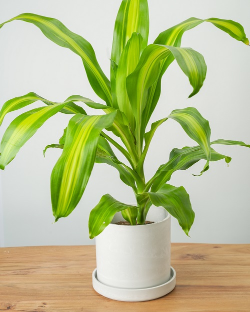 Like Peace Lily plants 10
