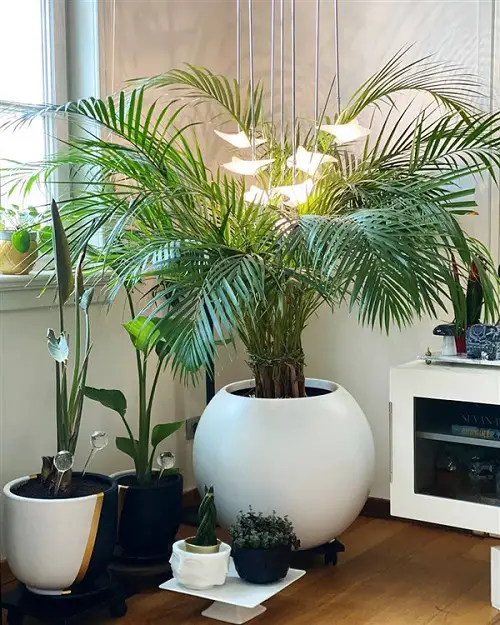 Plants Safe for Chameleons indoor