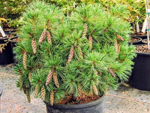 Eastern White Pine plant in garden