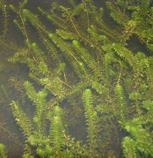 Weeds With Leaves Looking like Marigolds