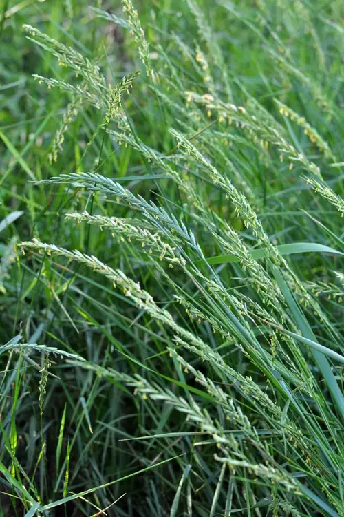 Quackgrass Weeds that Look Like Wheat
