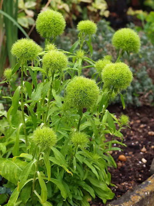 Emerald Flowers 3