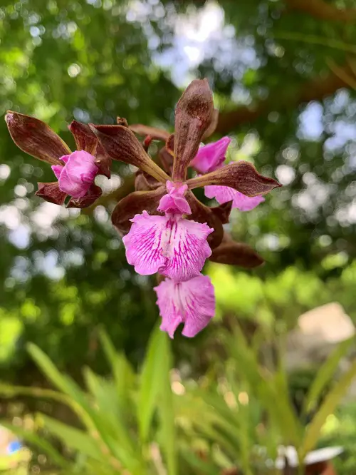 Chocolate-scented orchids 2