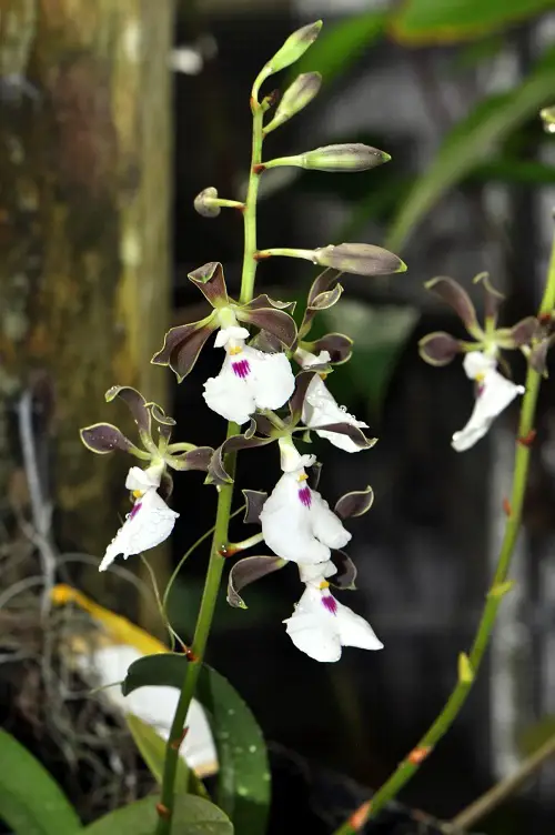 Orchids with a Chocolate Scent 2