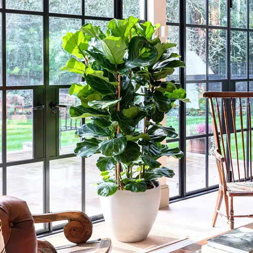 fiddle leaf fig for Gifting