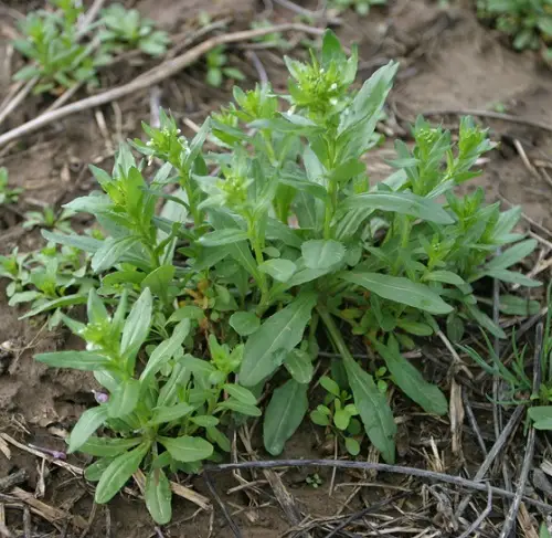 Marigold Leaves like plants 