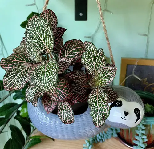 Plants for Shallow Pots 31