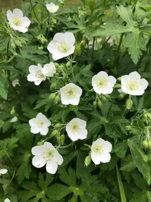 Best White Geraniums types