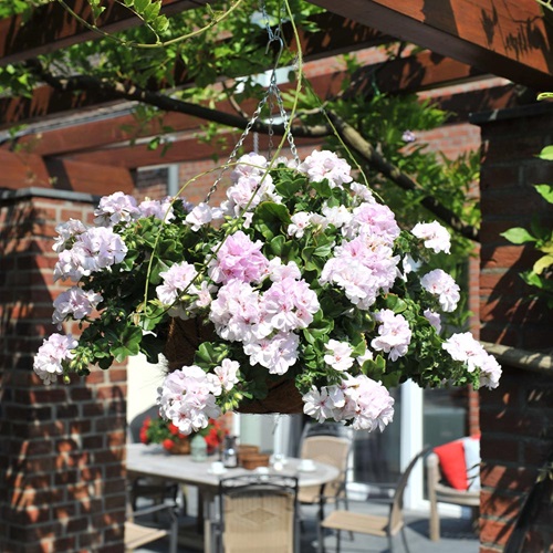 Great Balls of Fire White flwer in hanging pot