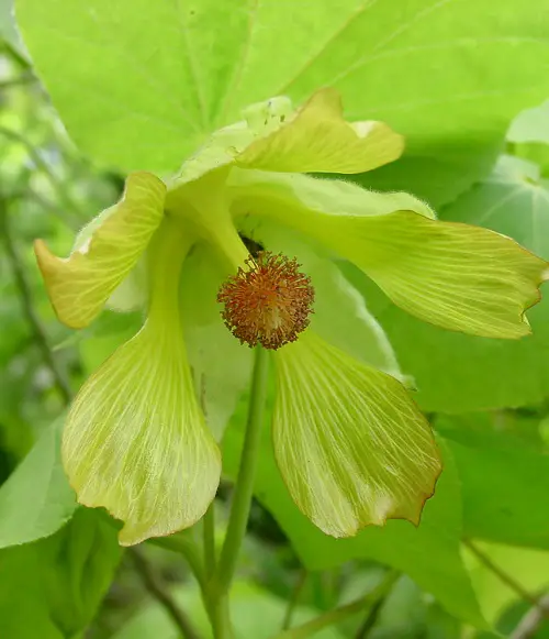 Green Flower Indian Mallow 4