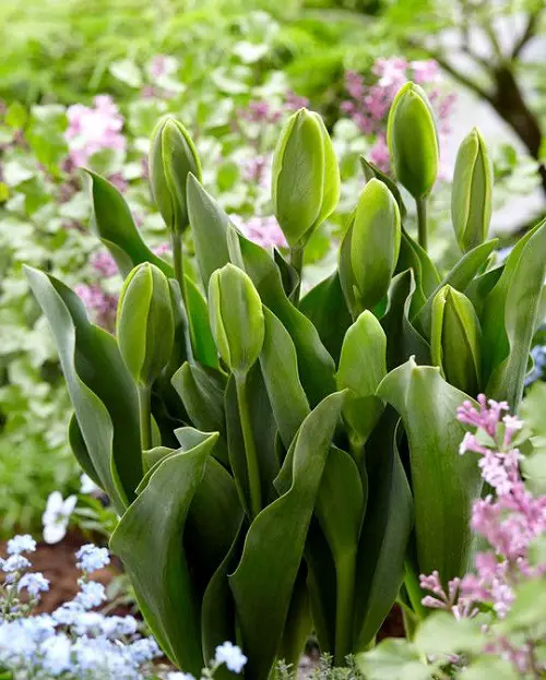 Emerald Flowers 1