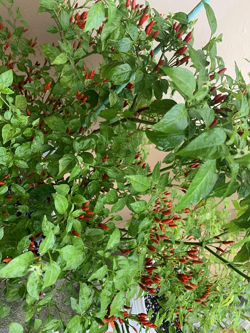 Peppers with an upward growth pattern