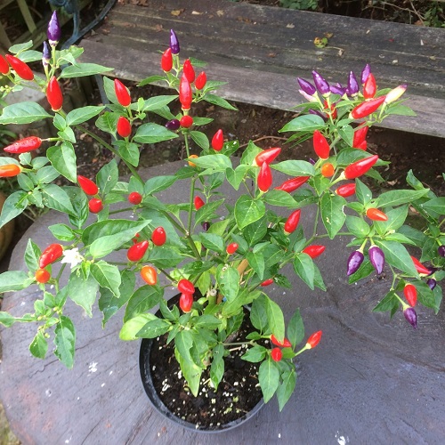 Upward-Growing Peppers