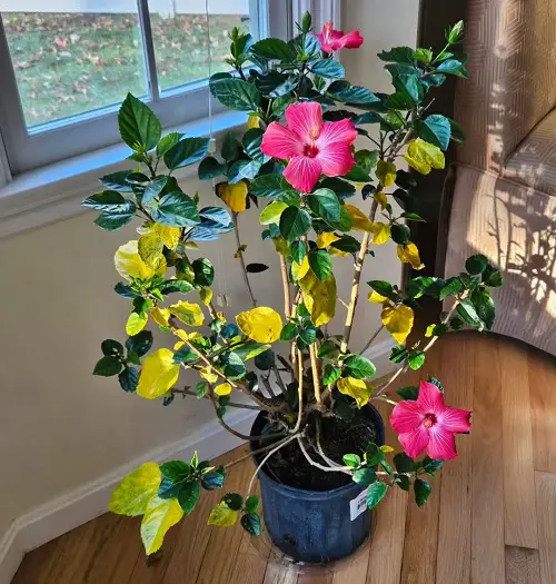 Hawaiian Hibiscus indoor