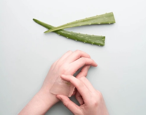 Fascinating Things with an Aloe Plant Healing faster