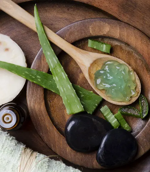 Fascinating Things with an Aloe Plant 1