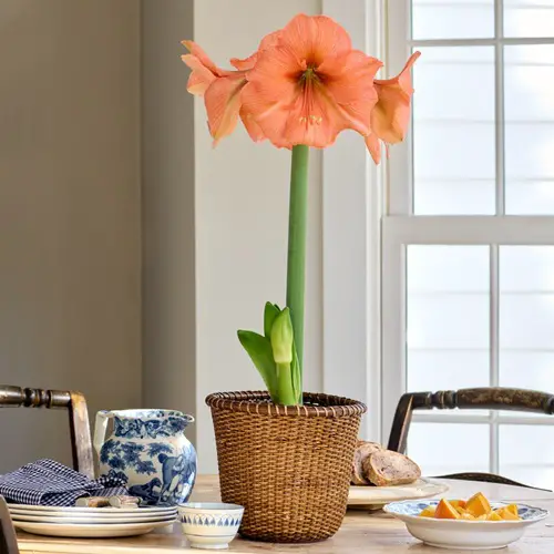 Amaryllis in peach