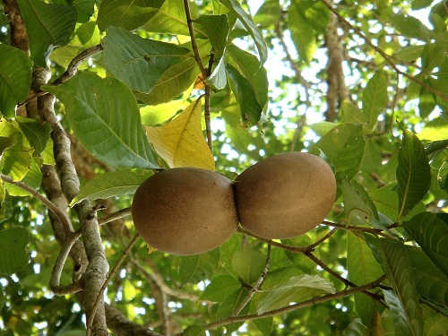 Horse’s Balls looks like butt