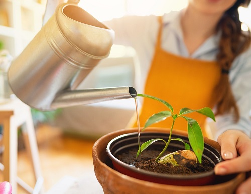 Houseplant Care Plans