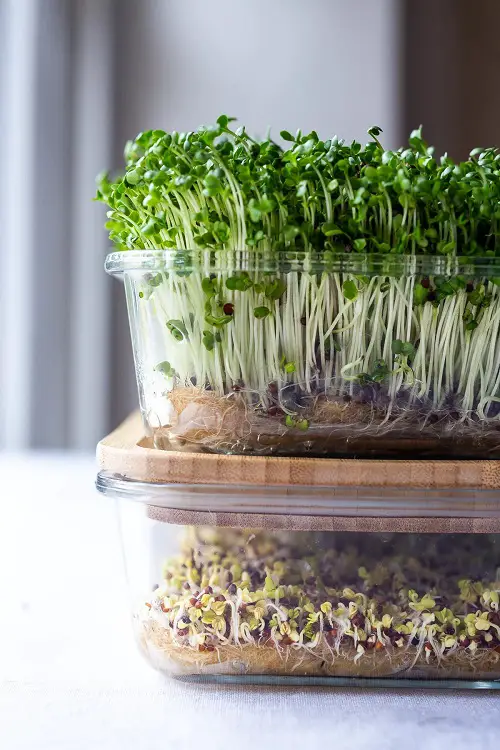 How to Grow Microgreens
