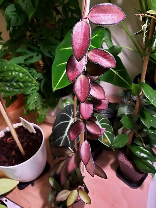 beautiful pink indoor vines Hoya Rosita