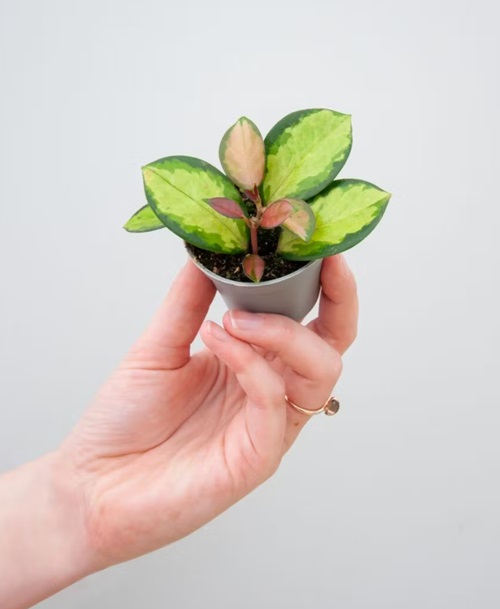 Hoya australis Lisa that Grow from Leaves holding in hand