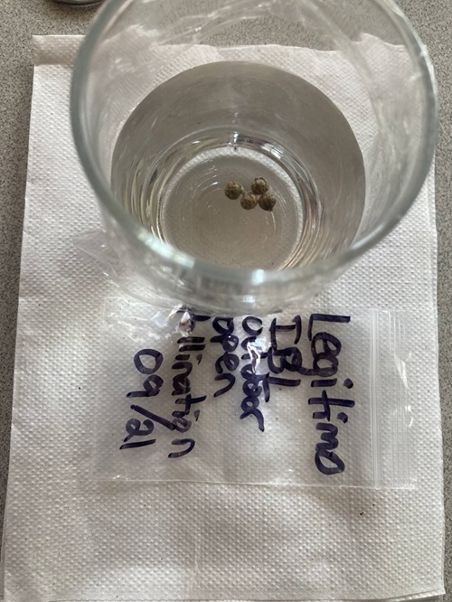 Hops Seeds You Should Freeze Before Planting