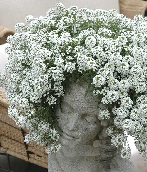 Flowers that Start with C in pot