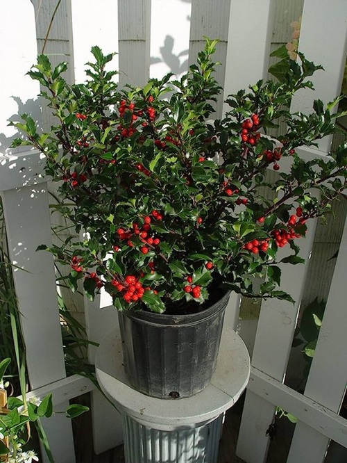 Winterberry