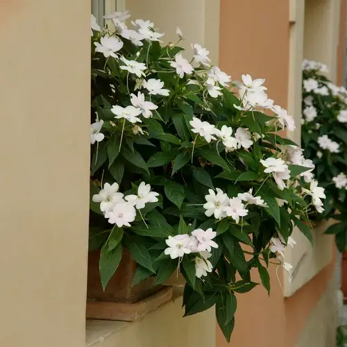 Spreading Impatiens varieties