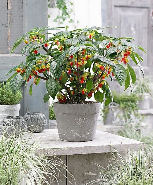 Congo Cockatoo Impatiens Varieties