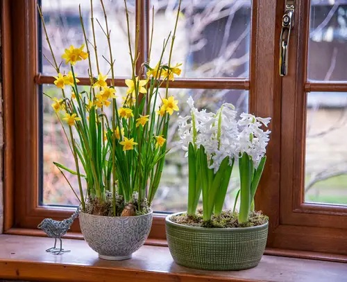 When and Where to Plant Narcissus 2