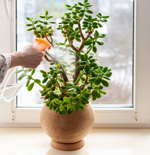 Best Window Succulents 1