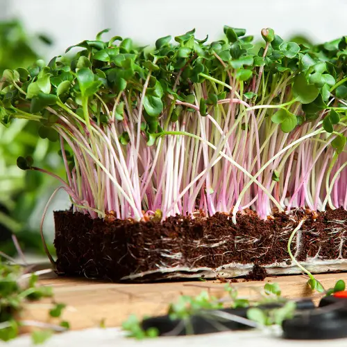Kale Ready for Harvest within Weeks