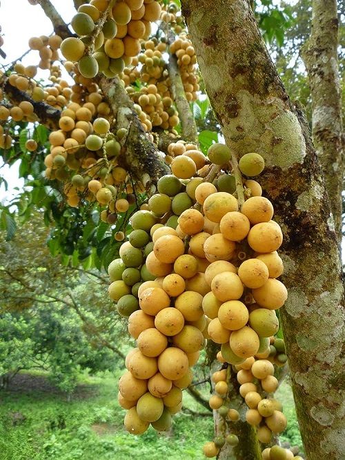 Langsat asian fruit