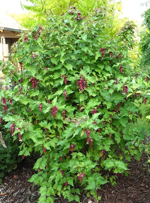 himalayan honeysuckle looks like rhuberb