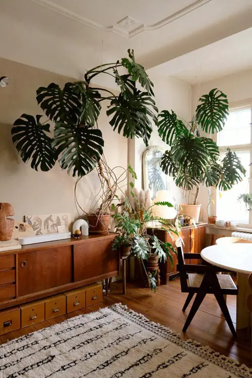 Monstera in Living Room Wall