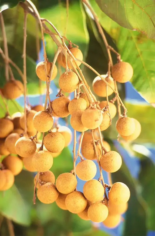 Longan asian fruit