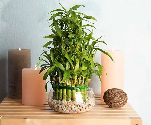 lucky bamboo for Gifting