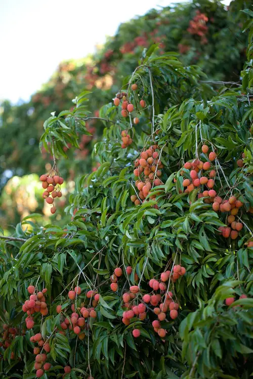 Lychee asian fruit