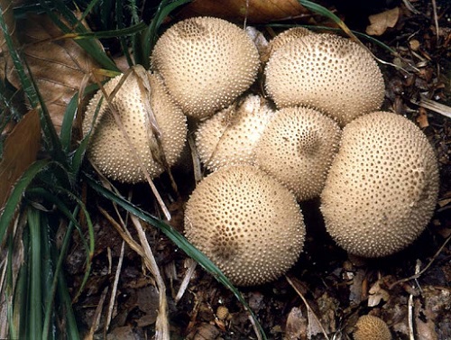 Venus Puffball Look Like Boobs