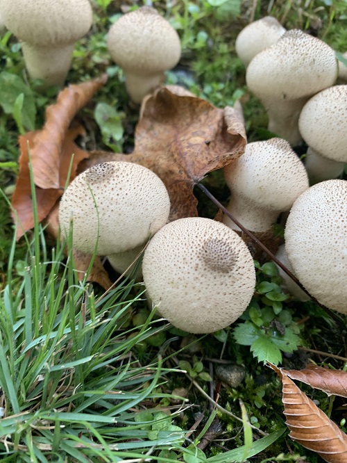 Gem-Stuffed Puffball Look Like Boobs
