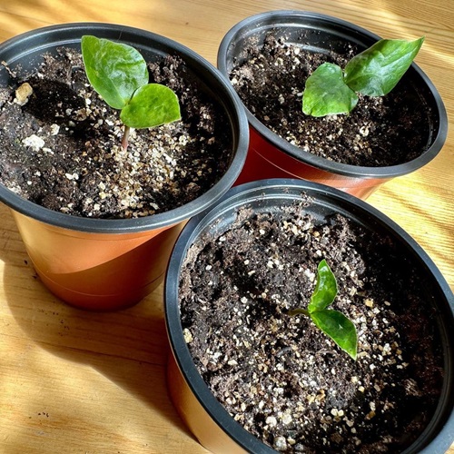 Magnolia seedling 