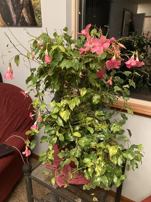 Beautiful Pink Indoor Mandevilla Vines near sofa