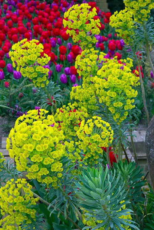 Mediterranean Spurge emerland flower