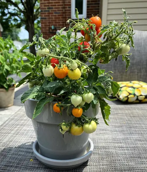 Vegetables that Produce Many 1