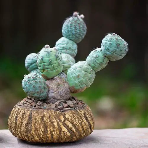 Harry Potter Plants That Are Real 1