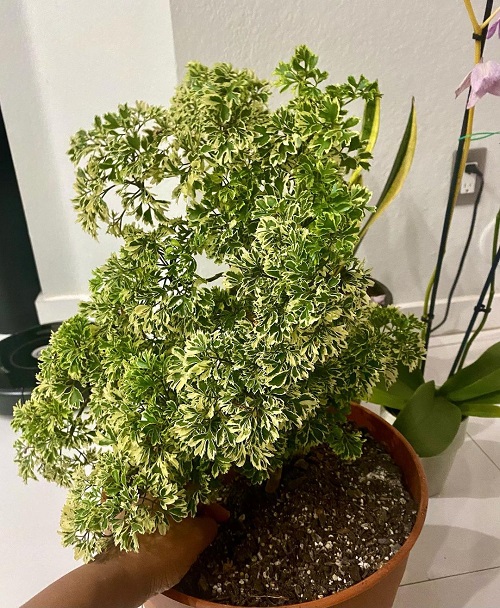 Asparagus Fern like plants 7
